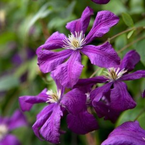 Plamienky (Clematis)